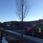 Mature Tree planting St Marys Boulevard Sunderland (3)